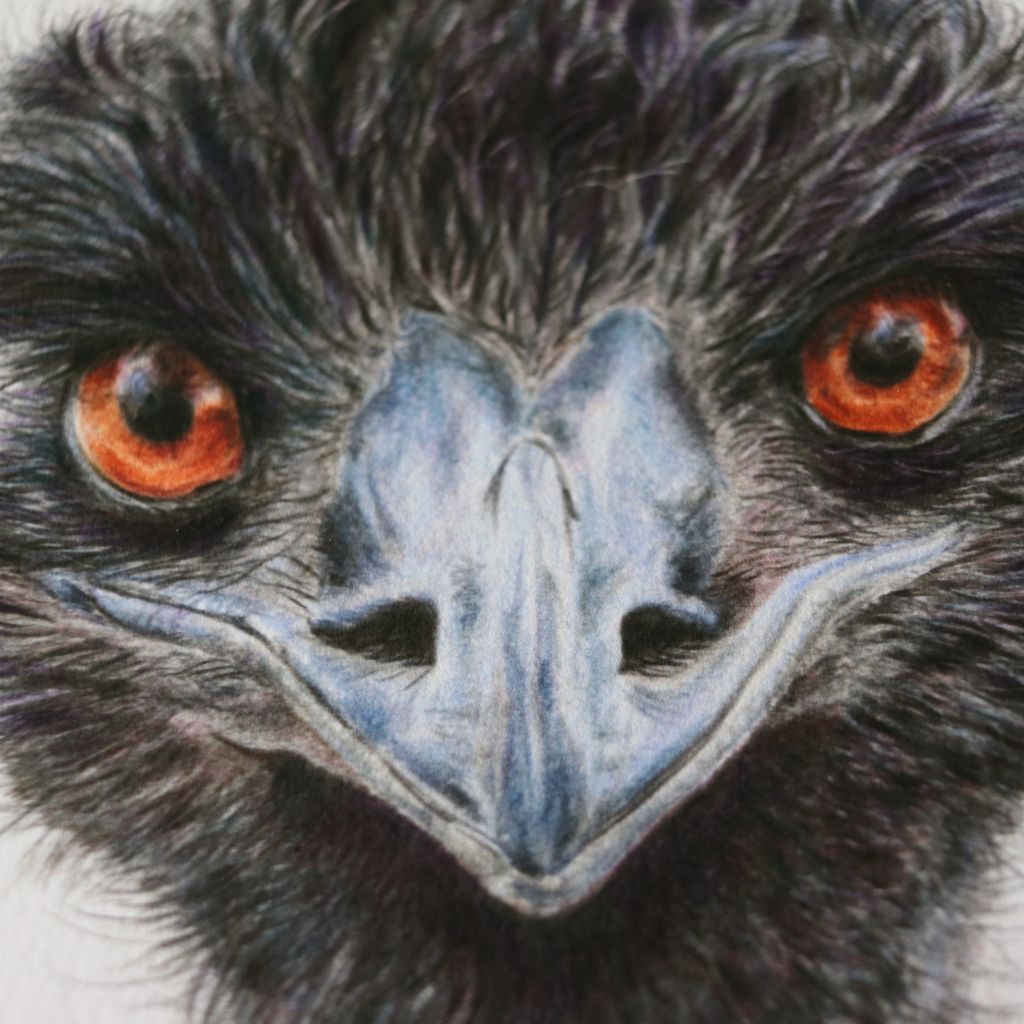 Emu | Australian Wildlife Art Print