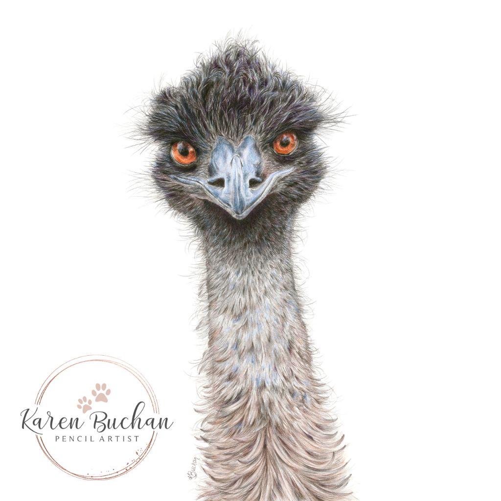 Emu | Australian Wildlife Art Print