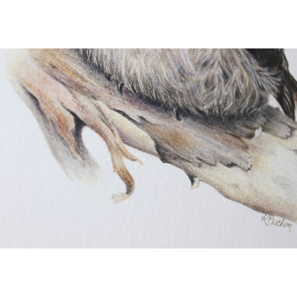 Kookaburra | Australian Wildlife Art Print