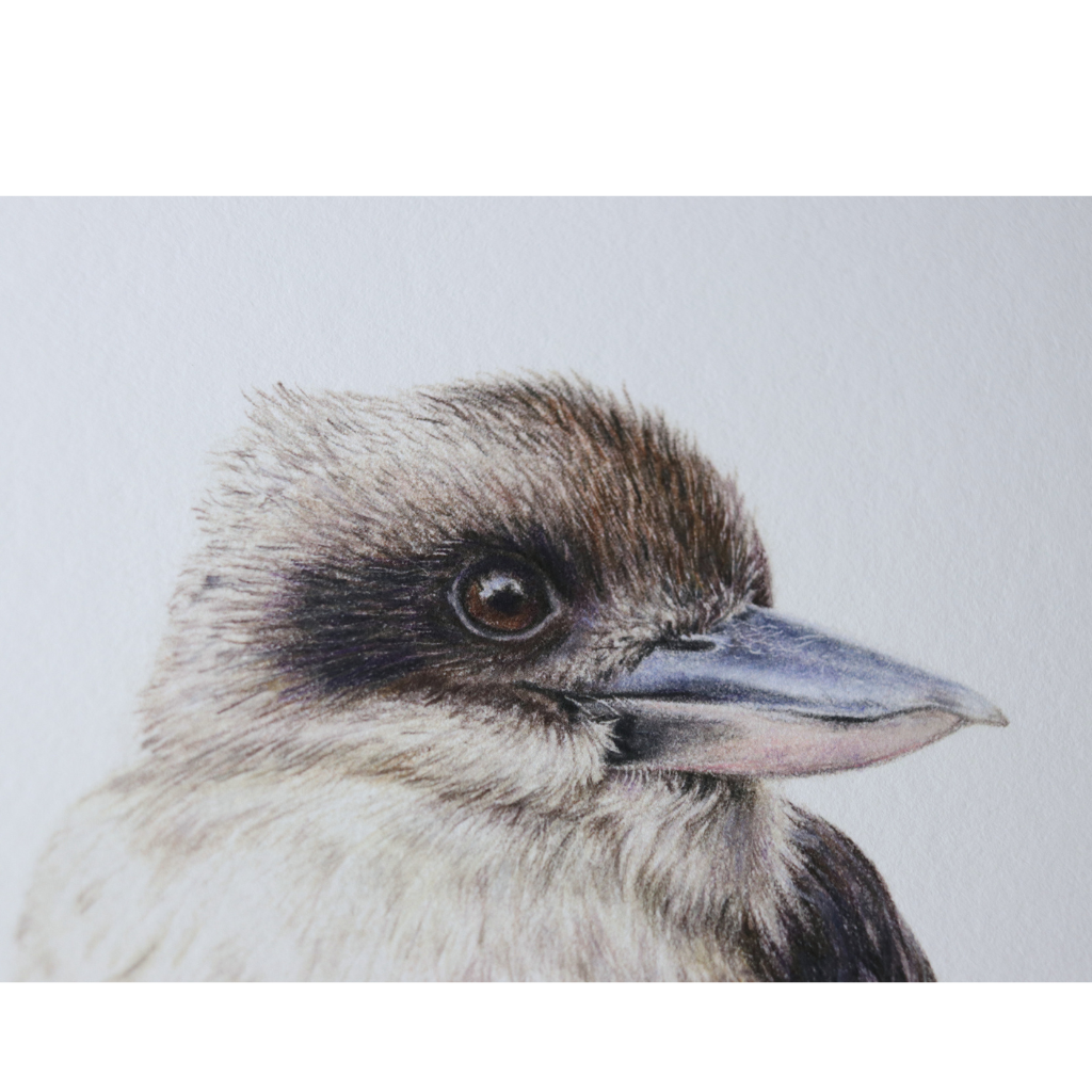 Kookaburra | Australian Wildlife Art Print