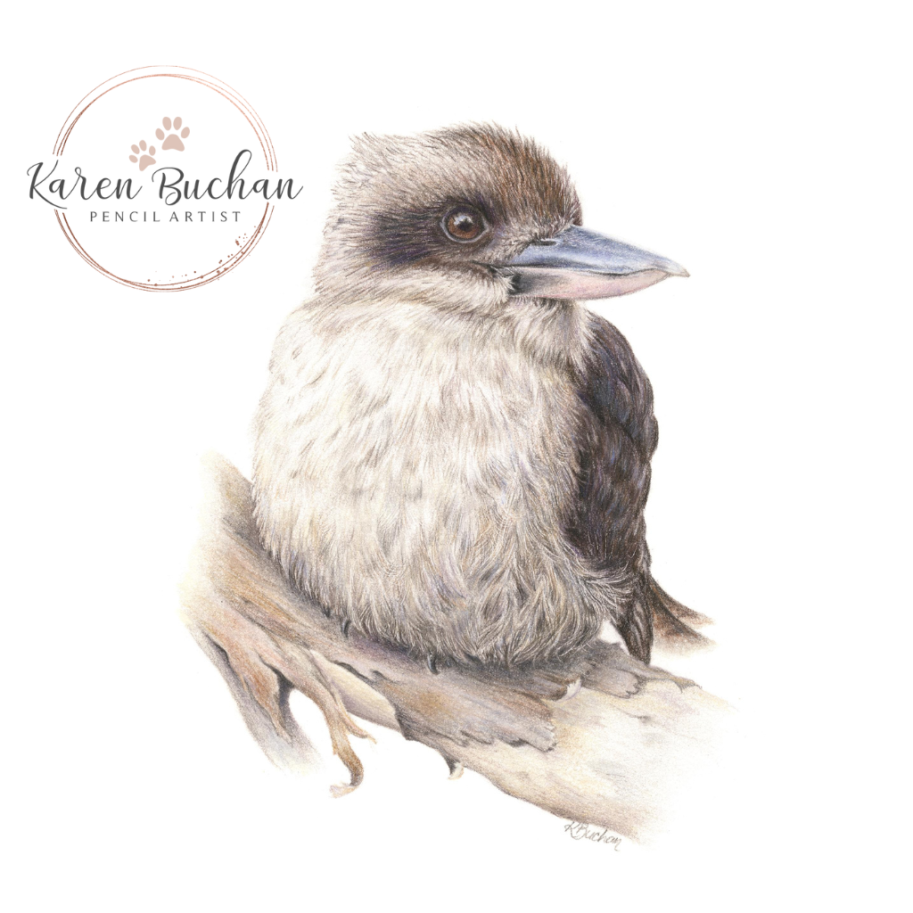 Kookaburra | Australian Wildlife Art Print