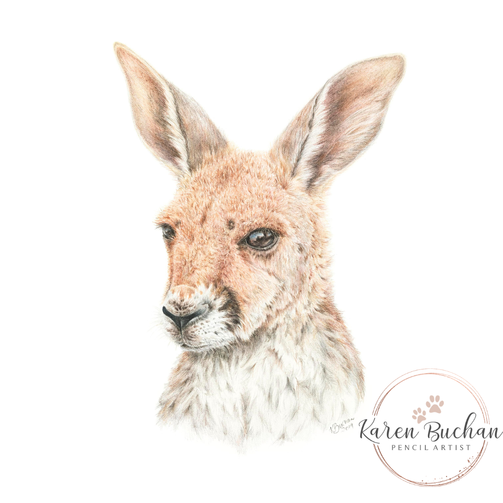 Kangaroo Joey | Australian Wildlife Art Print