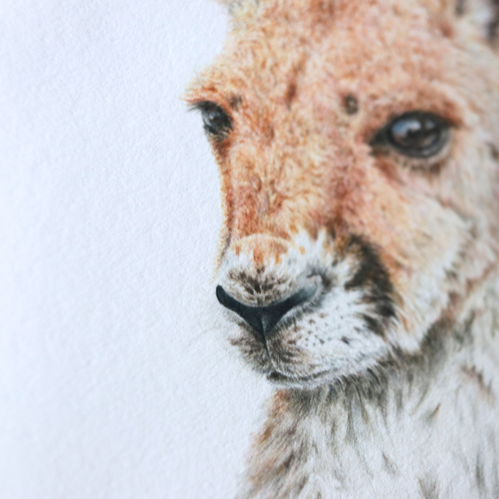 Kangaroo Joey | Australian Wildlife Art Print