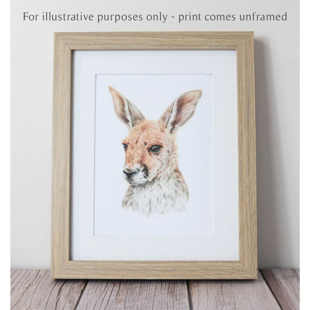 Kangaroo Joey | Australian Wildlife Art Print