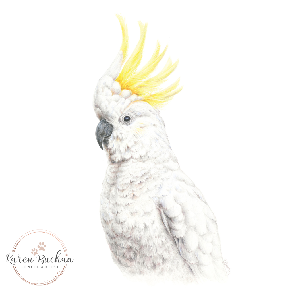 Sulphur-crested Cockatoo | Australian Wildlife Art Print