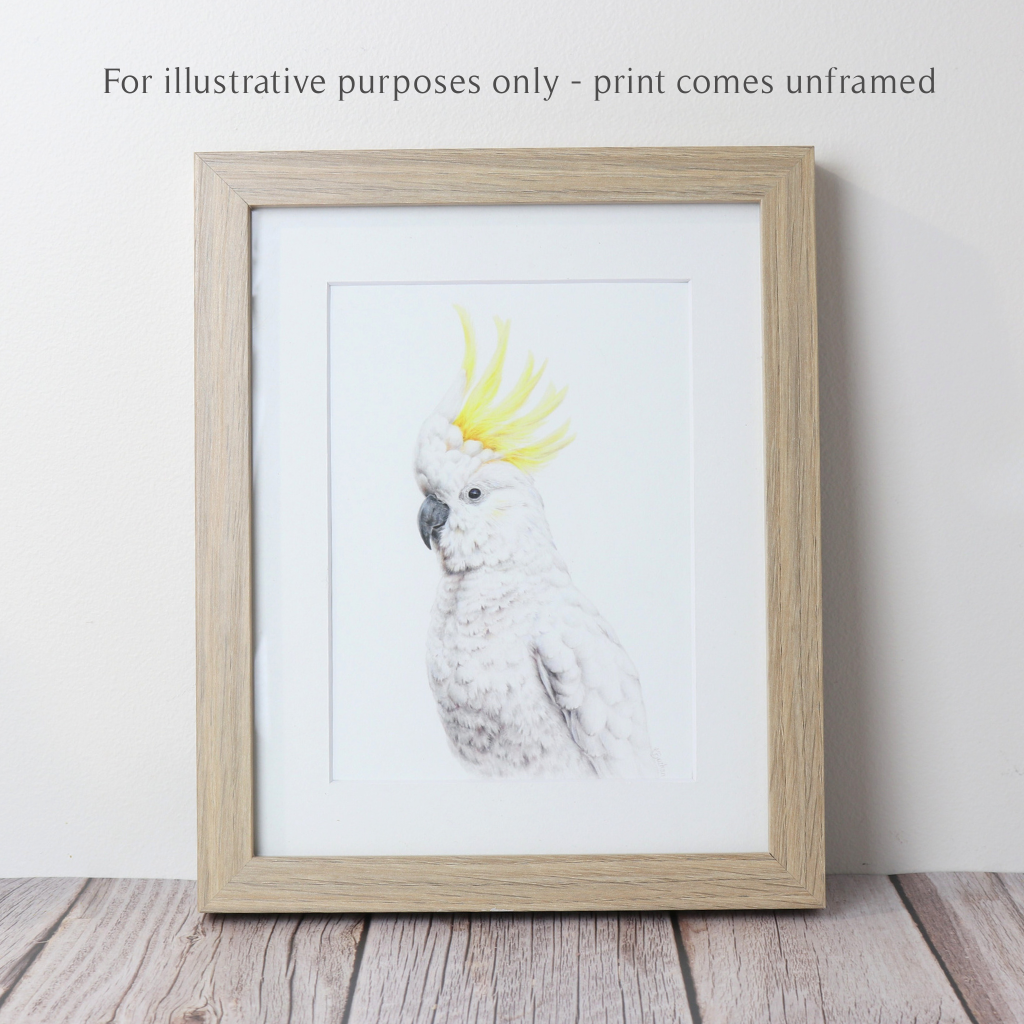Sulphur-crested Cockatoo | Australian Wildlife Art Print