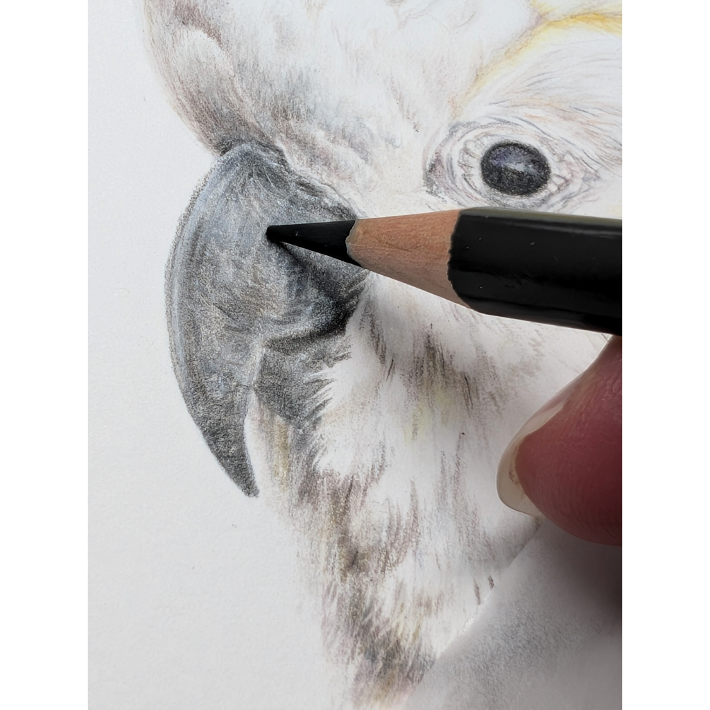 Sulphur-crested Cockatoo | Australian Wildlife Art Print