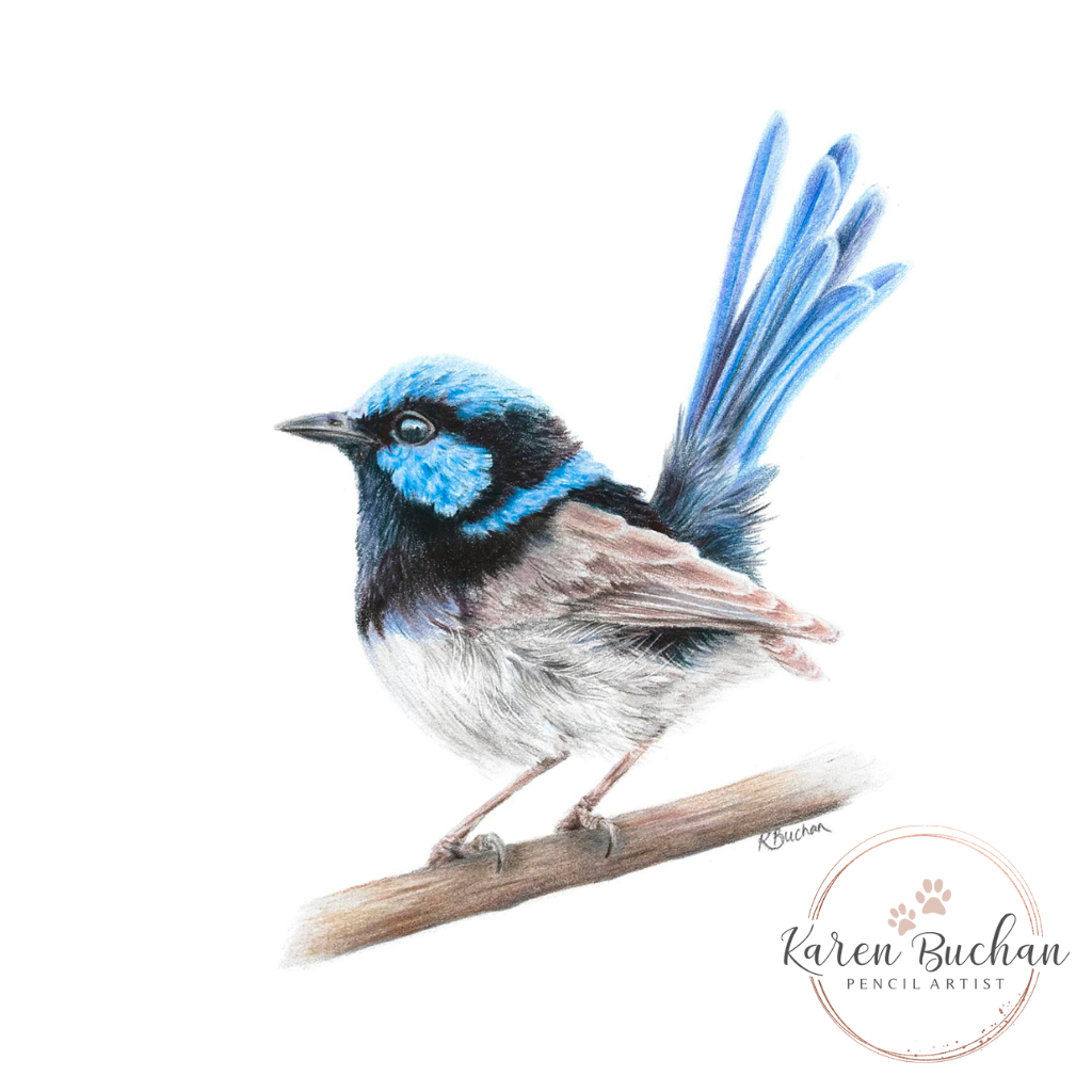 Superb Fairy Wren | Blue Wren | Australian Wildlife Art Print