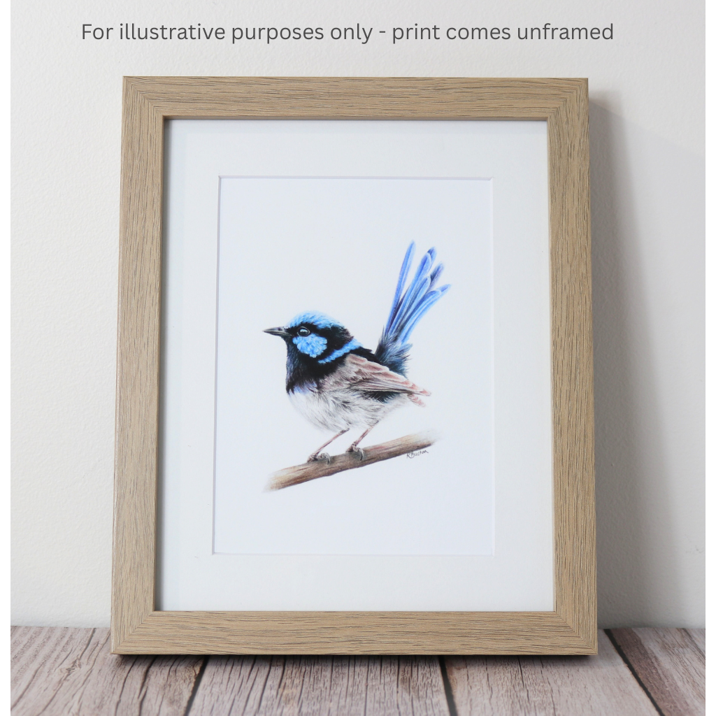 Superb Fairy Wren | Blue Wren | Australian Wildlife Art Print