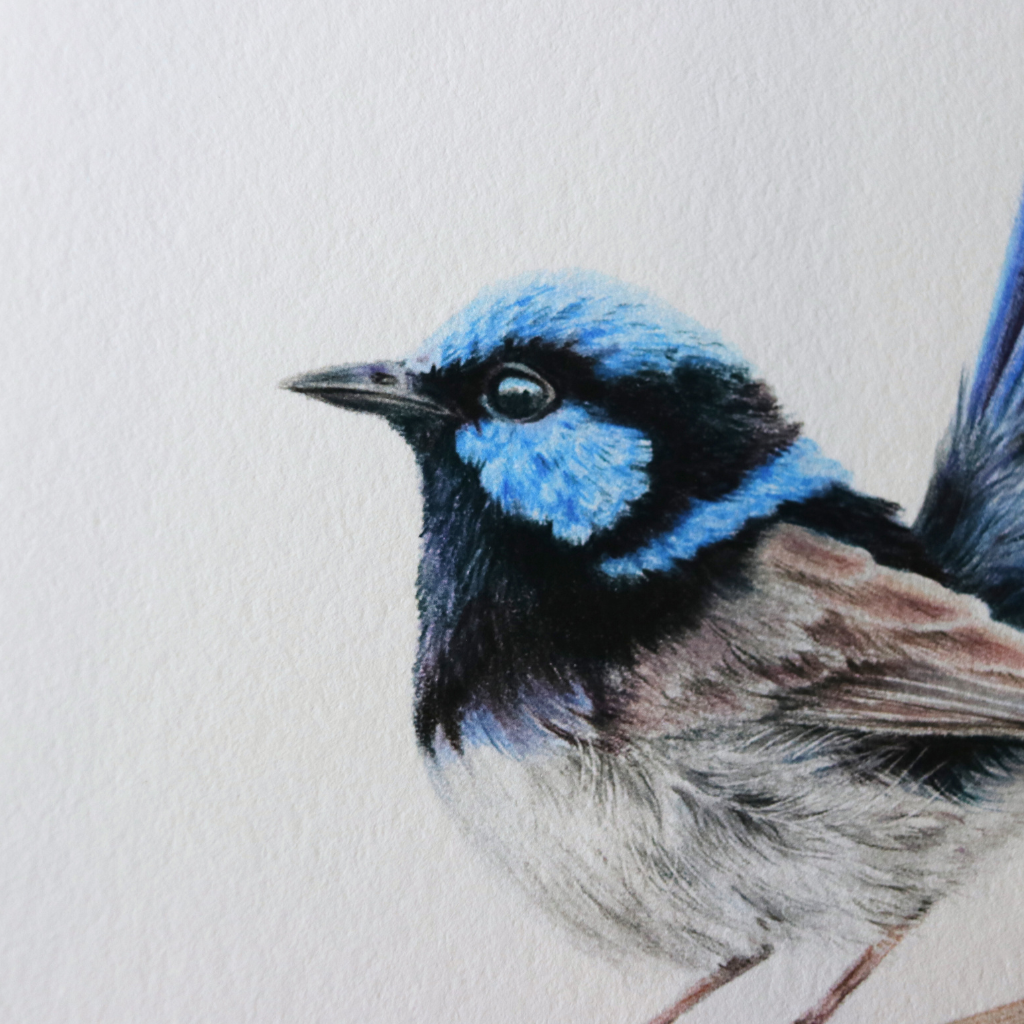 Superb Fairy Wren | Blue Wren | Australian Wildlife Art Print