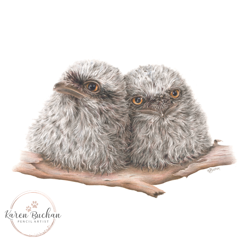 Tawny Frogmouth Chicks | Australian Wildlife Art Print