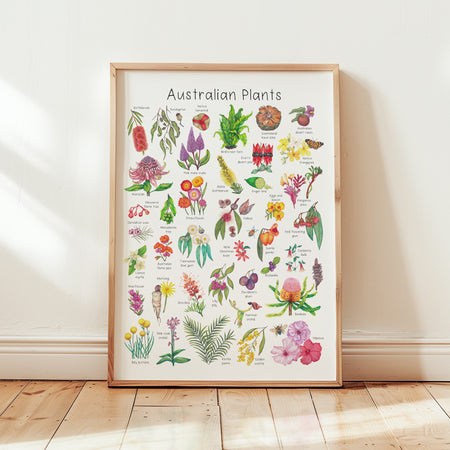 Australian Plants Poster - A3 size