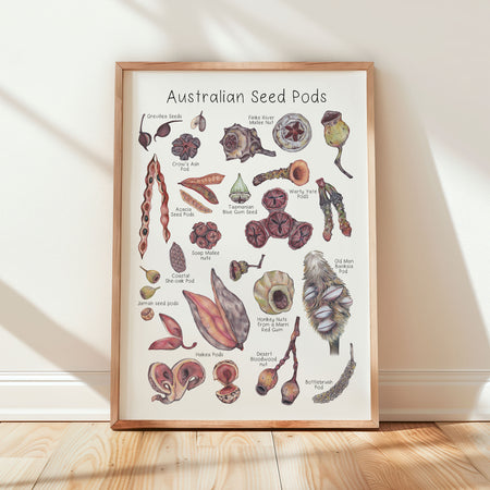 Australian Seed Pod Poster - A3 size