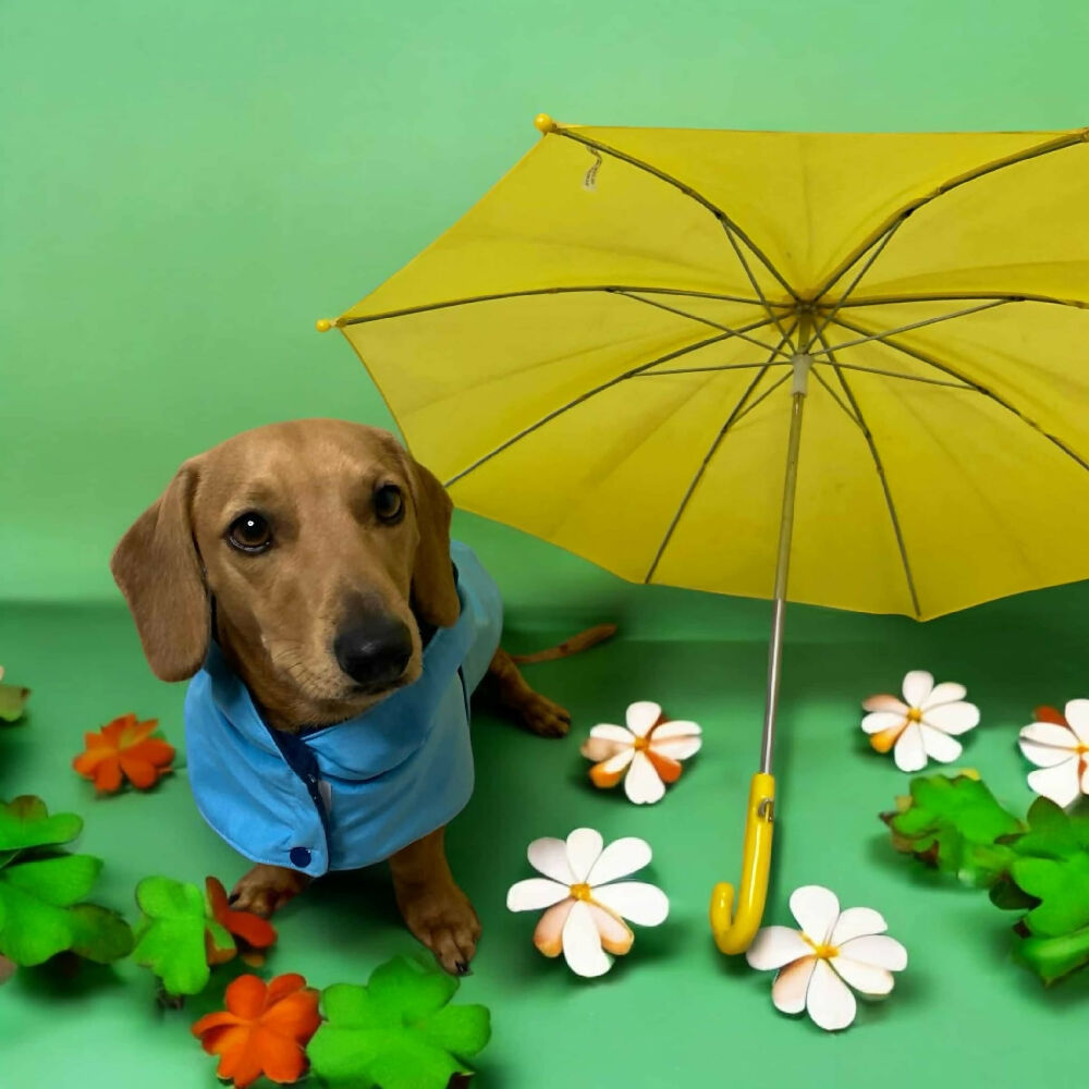 Doxie raincoat 1