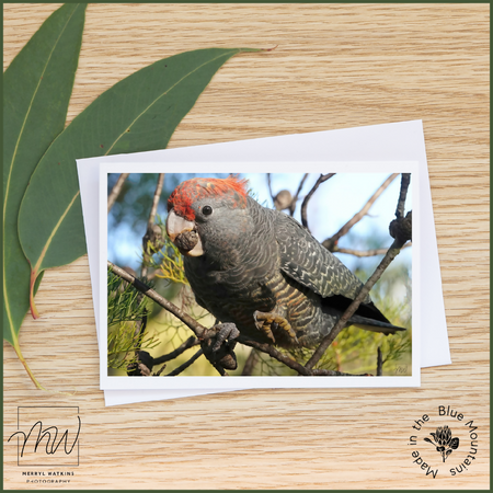 Blank Greeting Card - Young Male Gang-gang