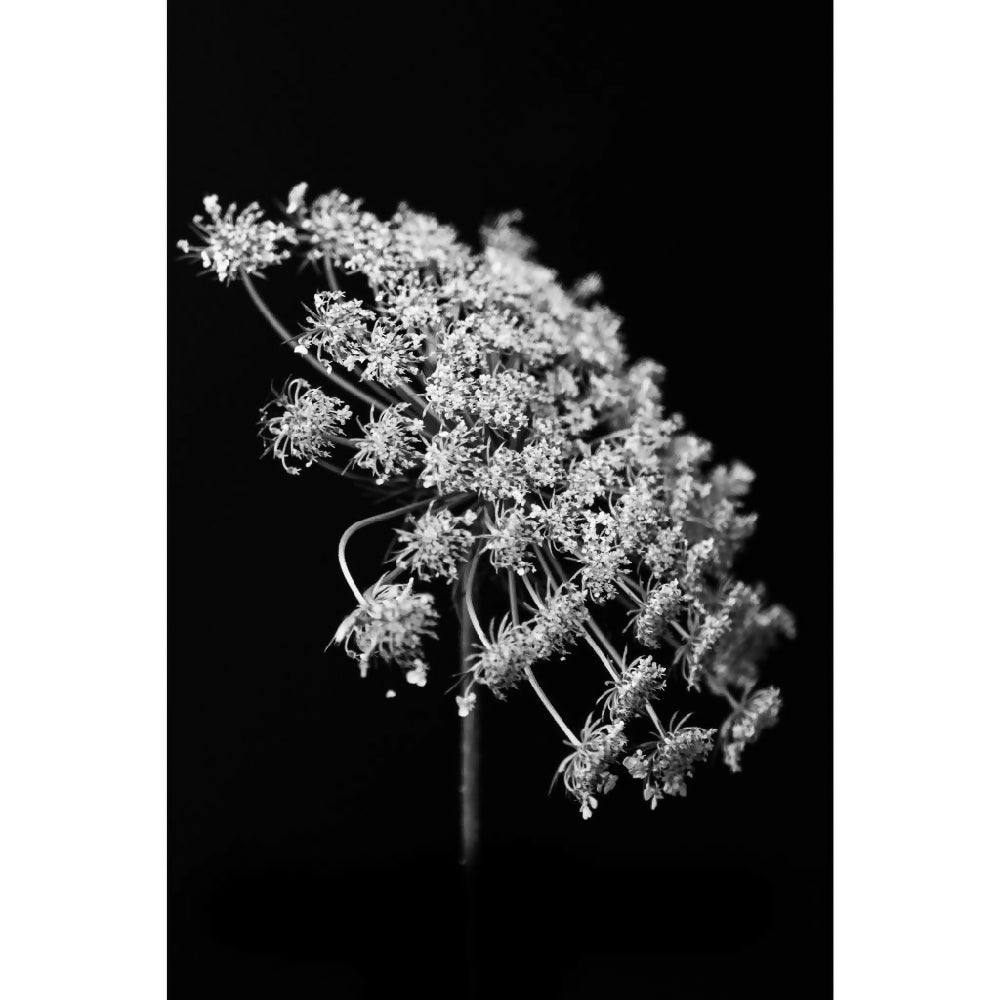 queen anne's lace flower opened