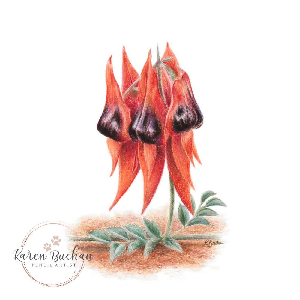 Blank Greeting Card - Sturt's Desert Pea