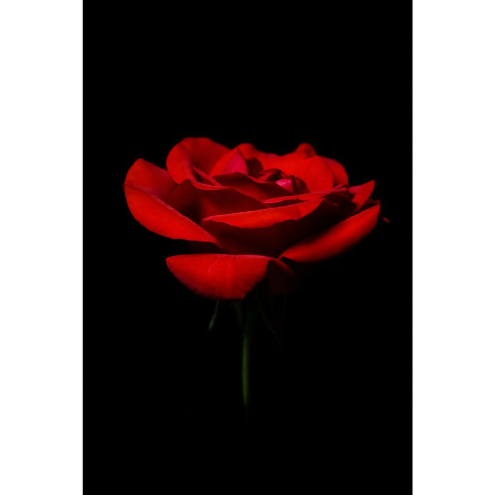 fine-art-floral-photo-of-red-rose