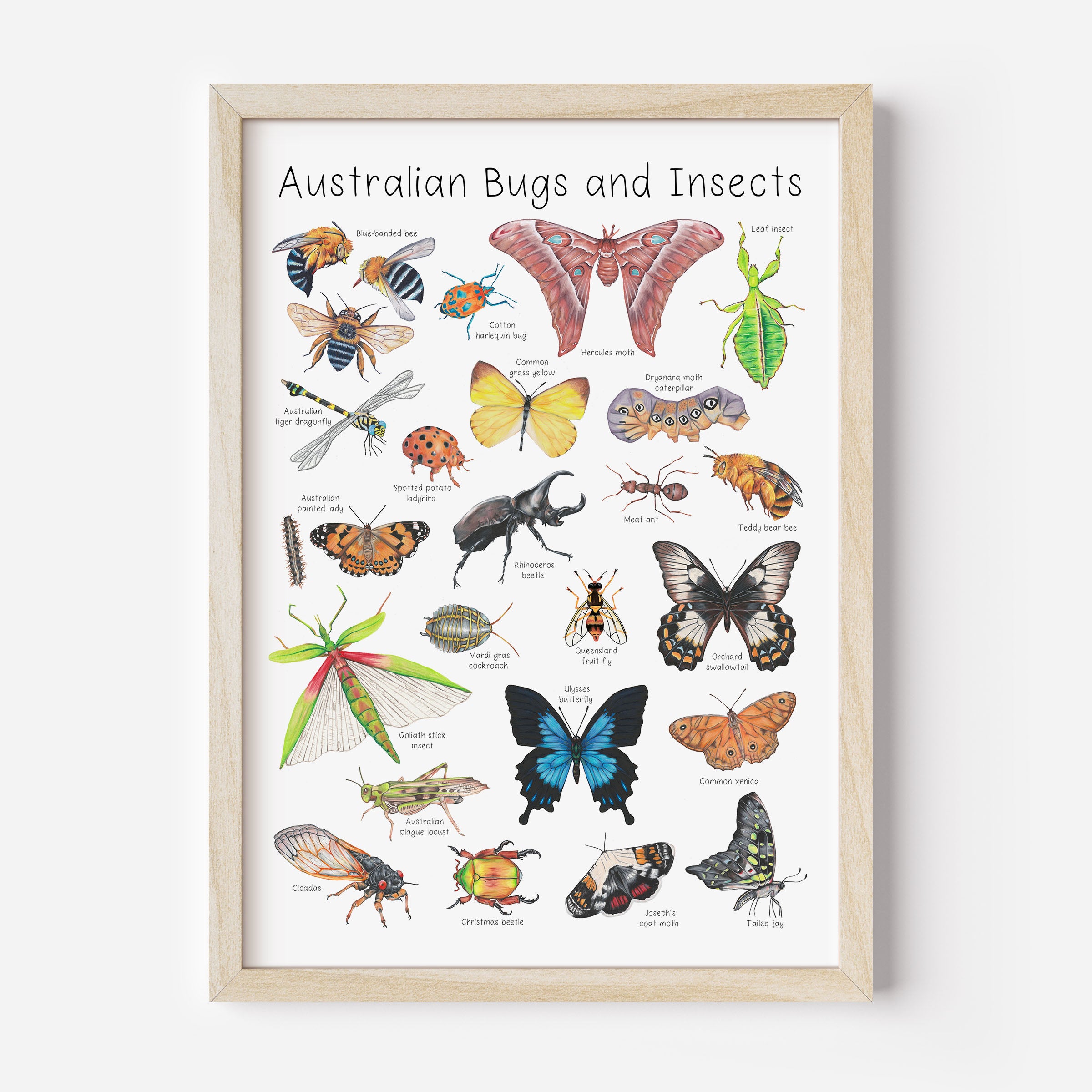 Australian Insects and Bugs Poster - A3 size