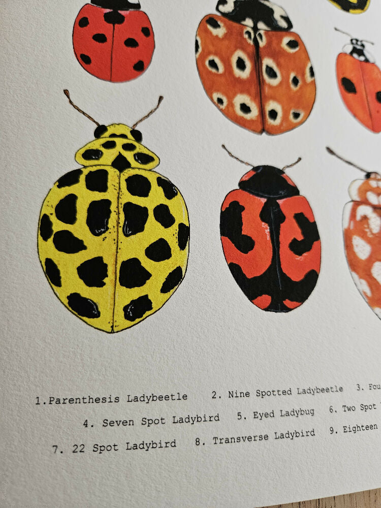 the fauna series - ladybug collage