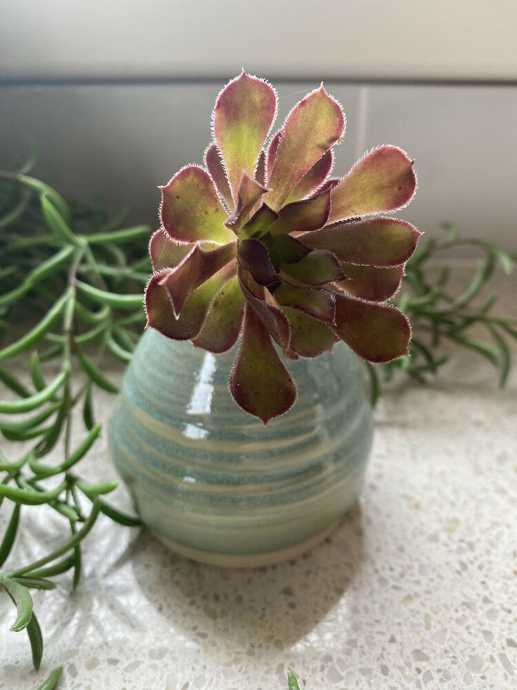 Small Bud Vase / Textured /Wheel Thrown Pottery