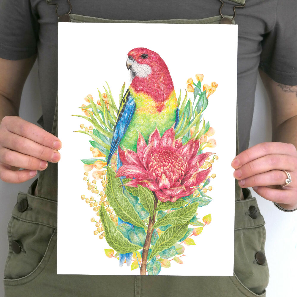 A4 art print of an Eastern Rosella with a waratah flower, by Australian bird artist Kayla Reay.