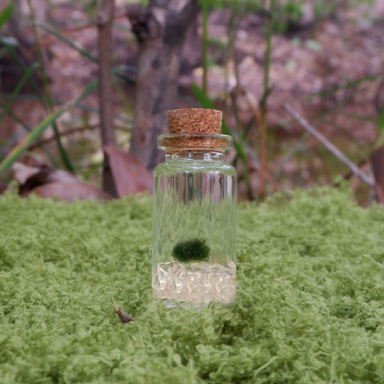 Golden Moss Moonling | Citrine Moss Ball Pet