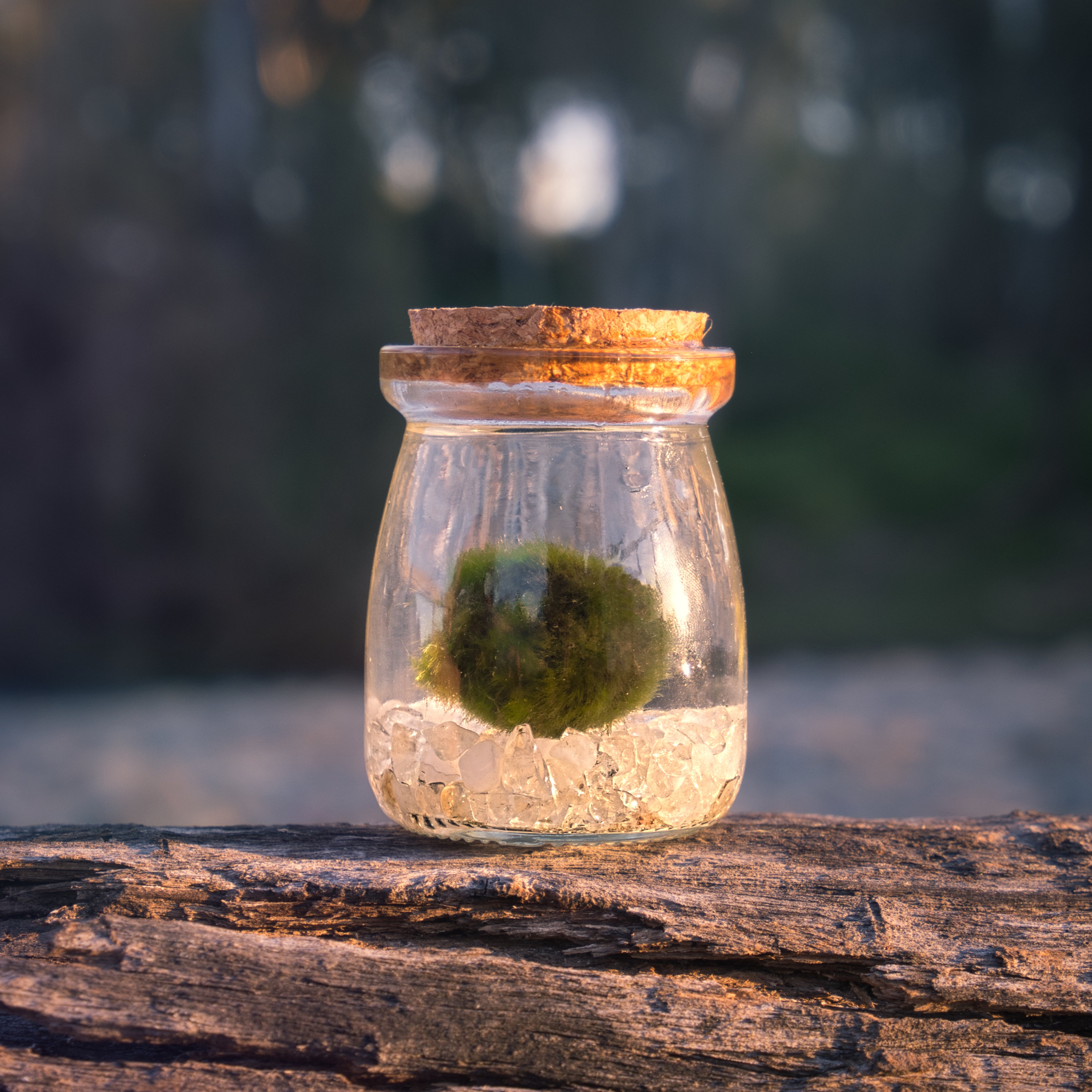 Golden Moss Moonling | Citrine Moss Ball Pet