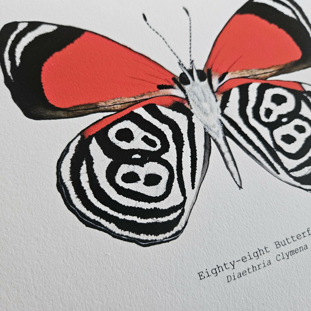 art print - the fauna series - eighty-eight butterfly