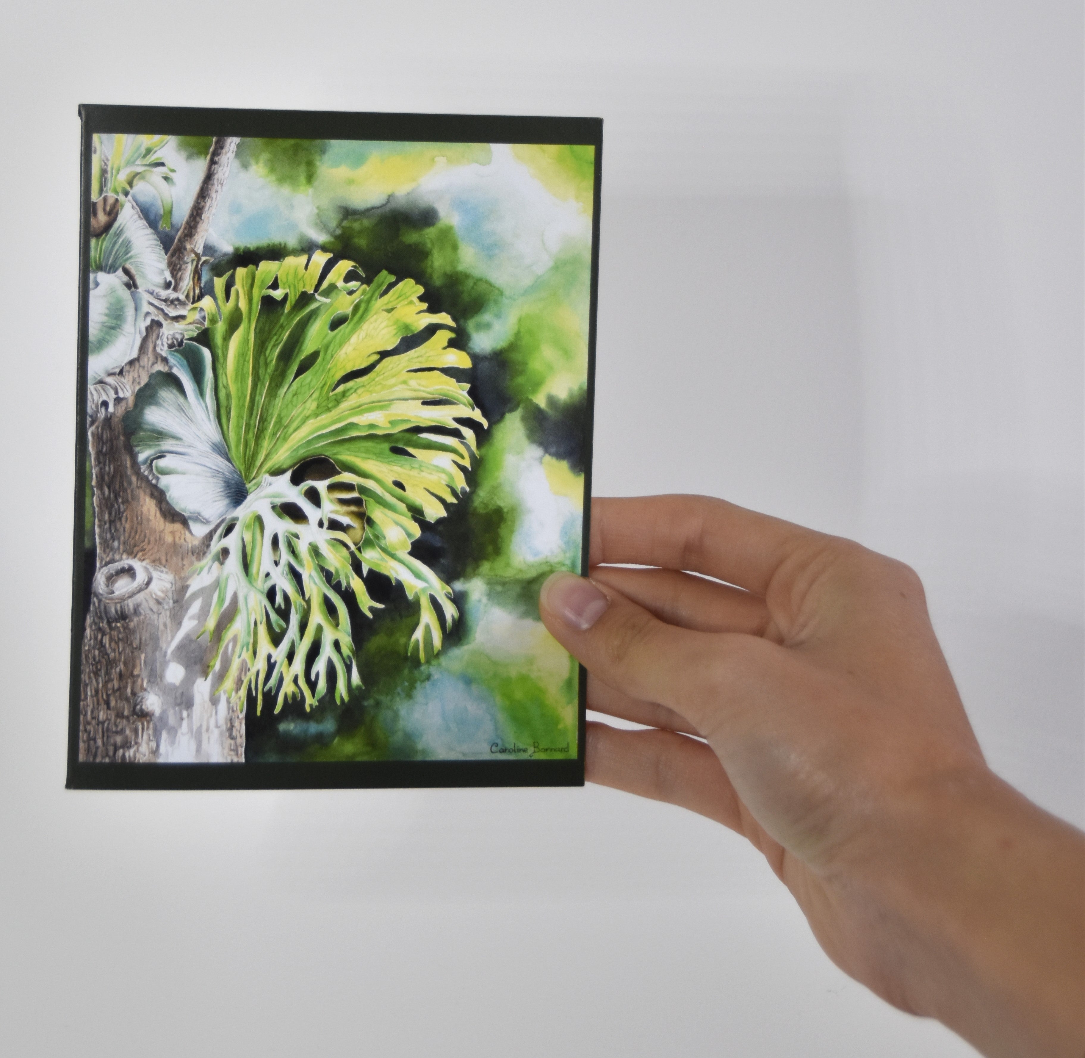 Blank Greeting Card: Staghorn Fern (1)