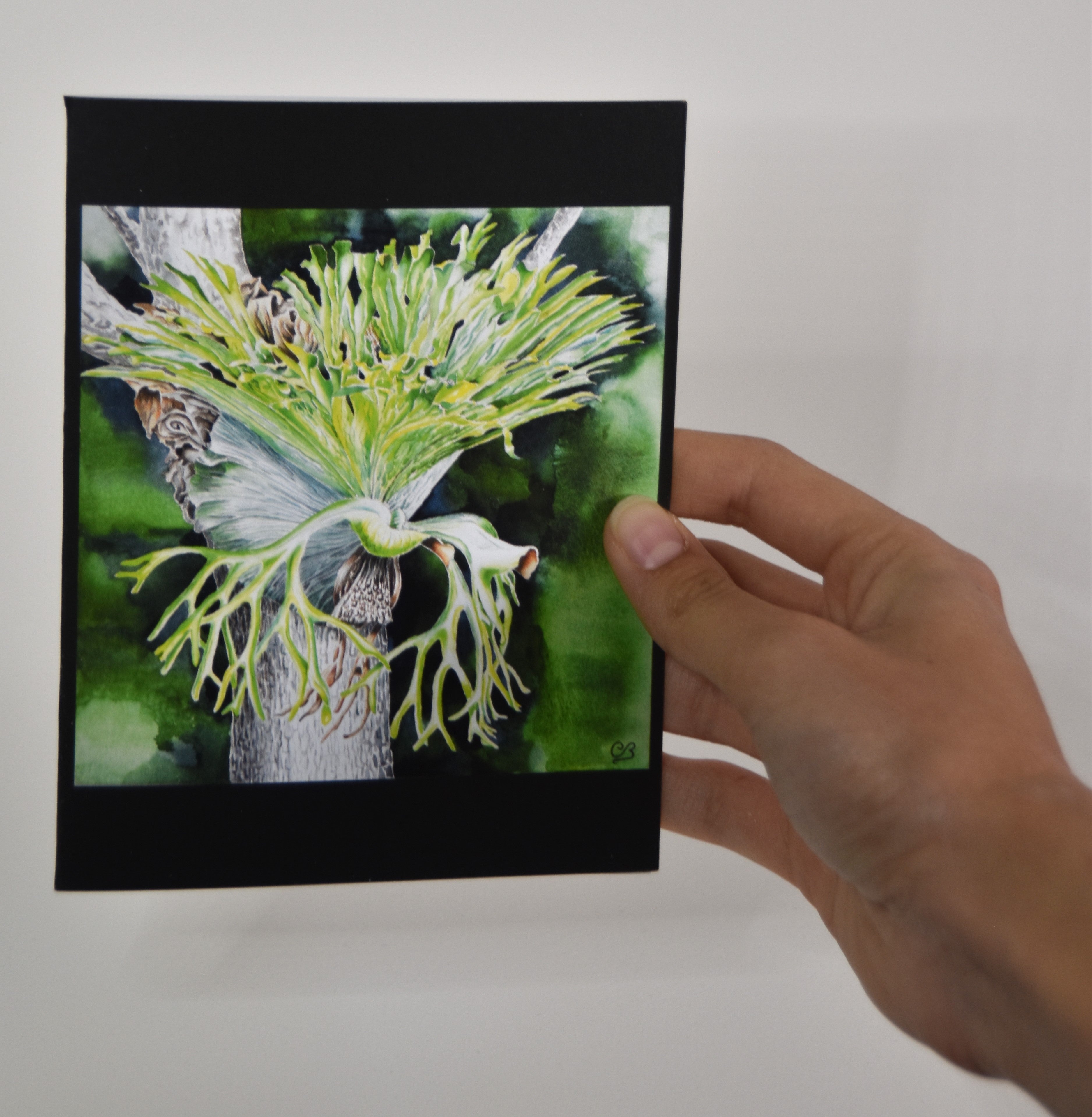 Blank Greeting Card: Staghorn Fern (2)