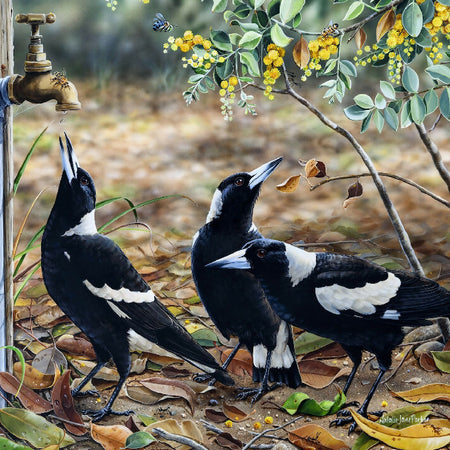 Magpie Jigsaw Puzzle | Waiting for My Turn | 1000 Piece | Aussie Birds