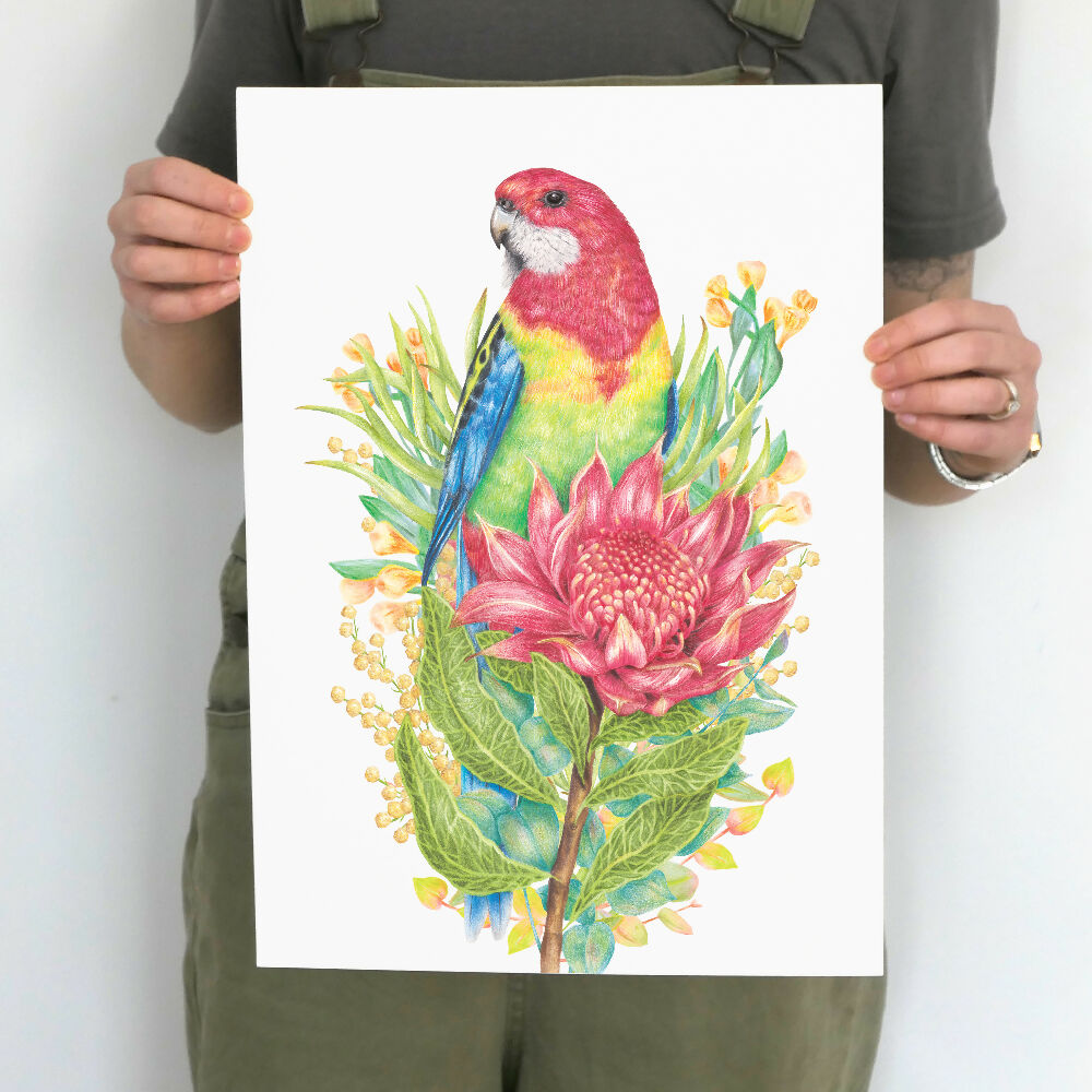 A3 art print of an Eastern Rosella with a waratah flower, by Australian bird artist Kayla Reay.