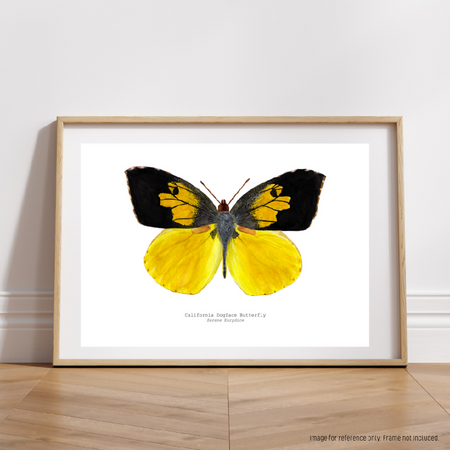 Watercolour Art Print - The Insect Series - 'California Dogface Butterfly'