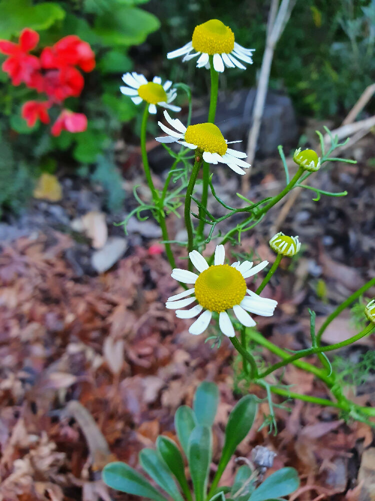 chamomile pic