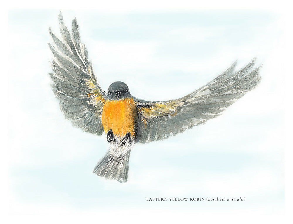 Eastert Yellow Robin in Flight  - painted by Kathleen Quinert at Ark Hill Studio in South Gippsland