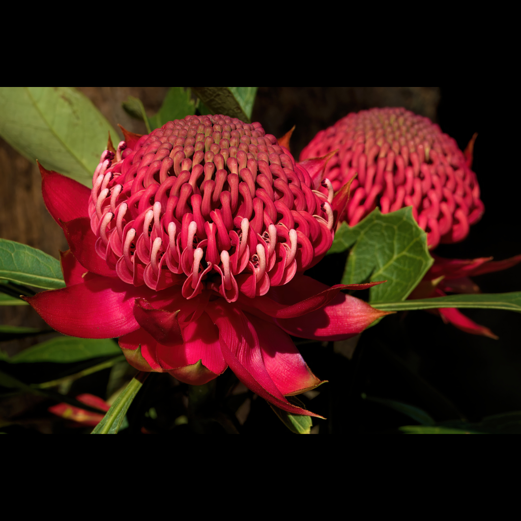 Blank Greeting Card - Waratahs