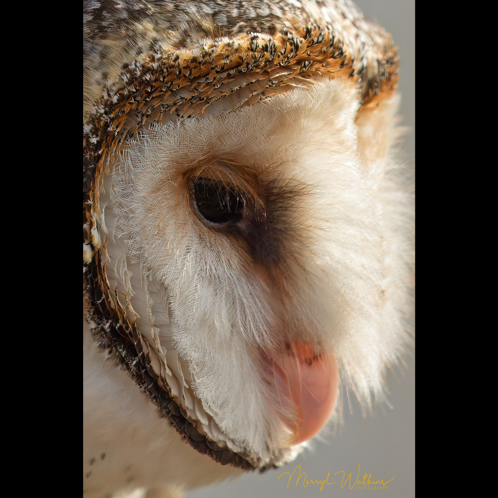 Blank Greeting Card - Barn Owl Close-up Photo