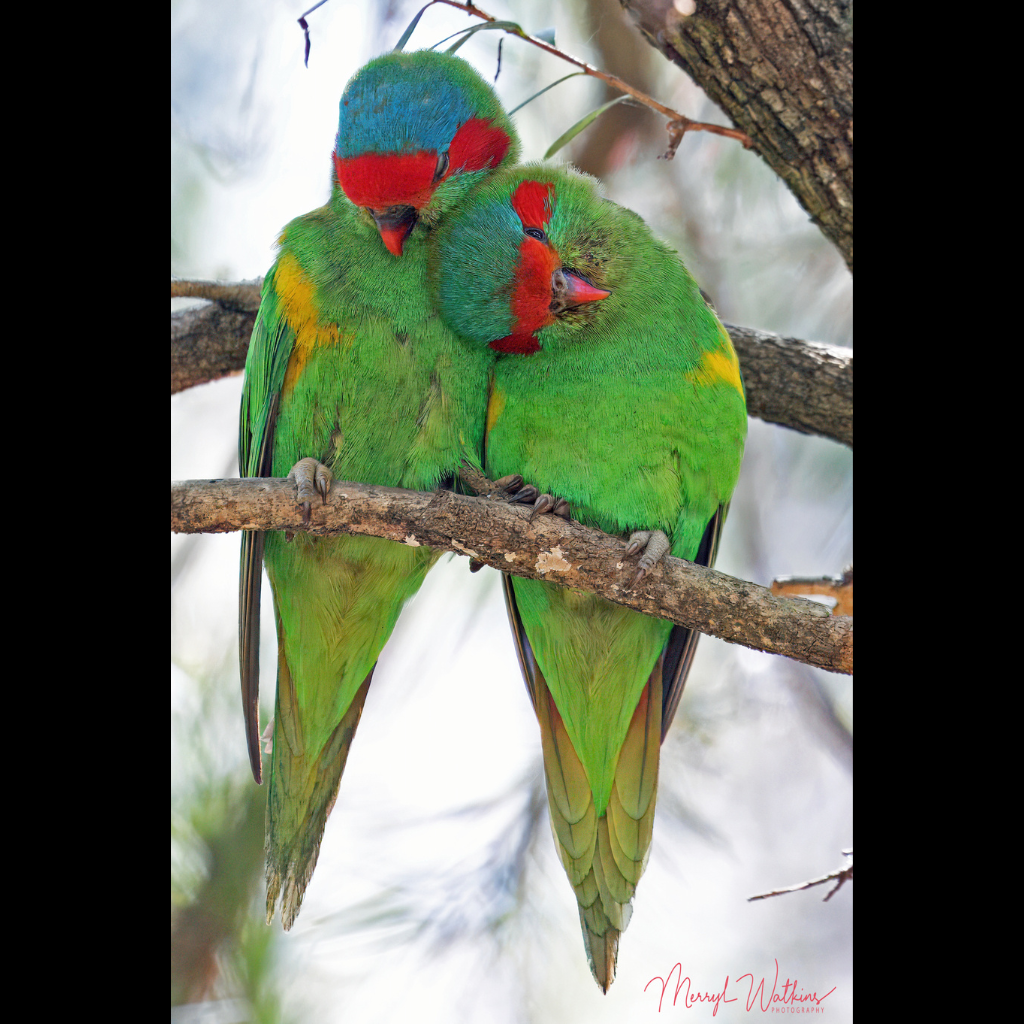 Blank Greeting Card - Musk Lorikeets Photo