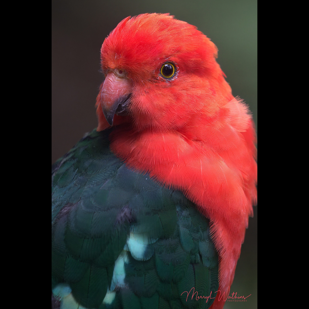 Blank Greeting Card - Male King Parrot Portrait