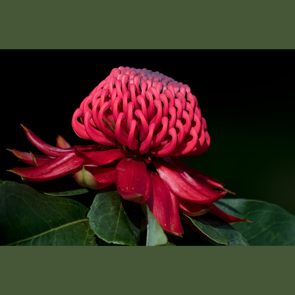 Blank Greeting Card - Waratah