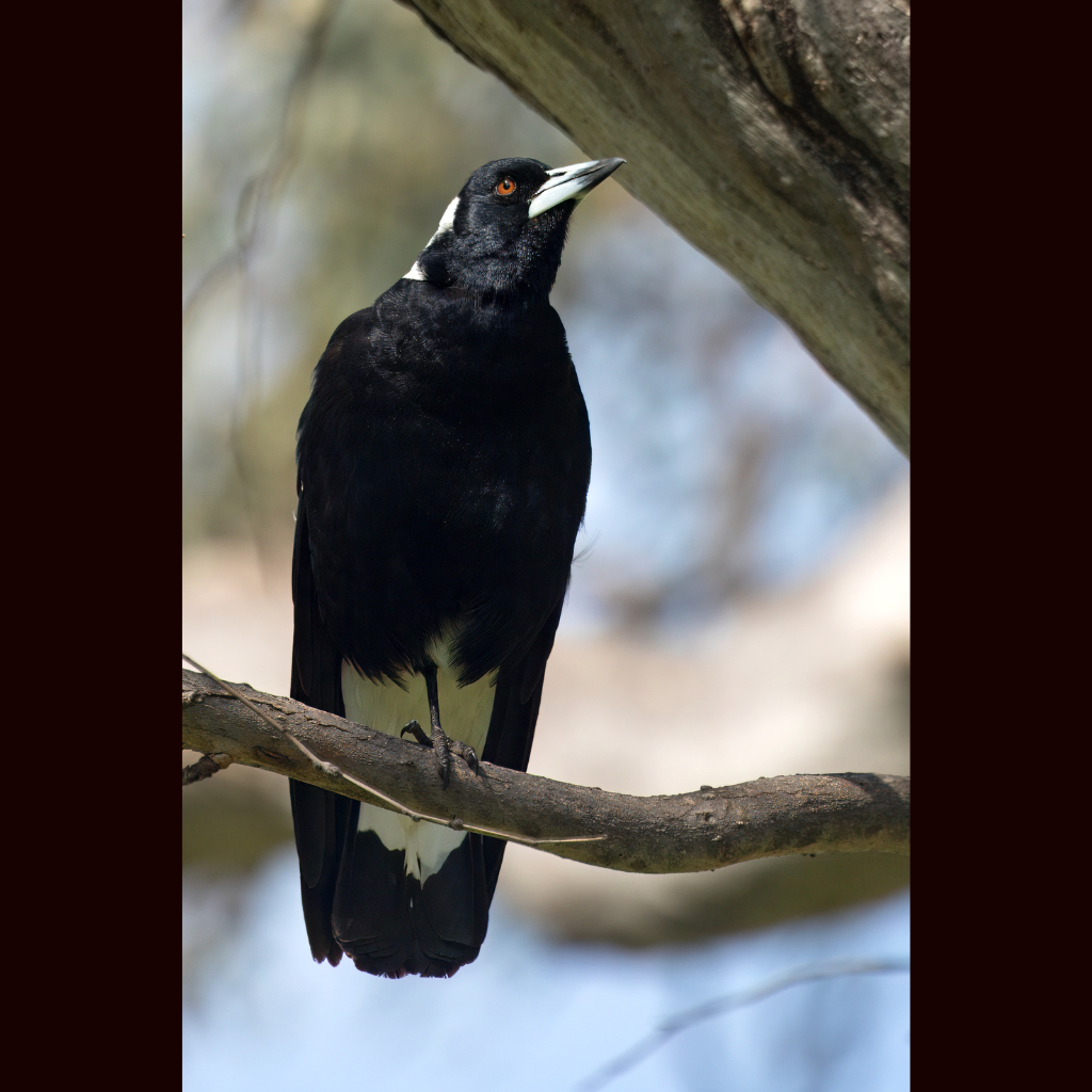 Blank Greeting Card - Australian Magpie