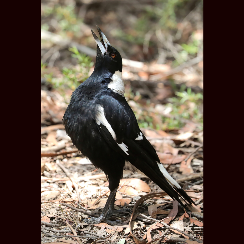 Blank Greeting Card - Australian Magpie Singing