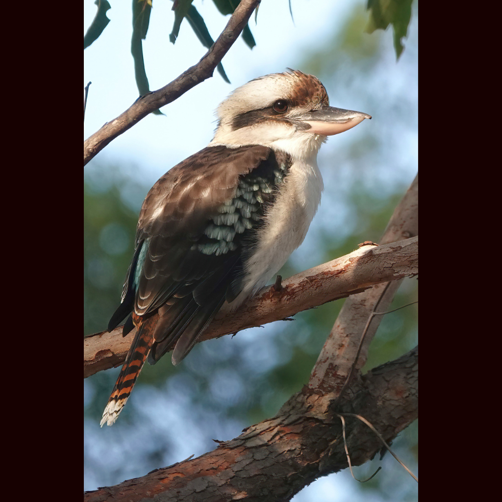 Blank Greeting Card - Laughing Kookaburra