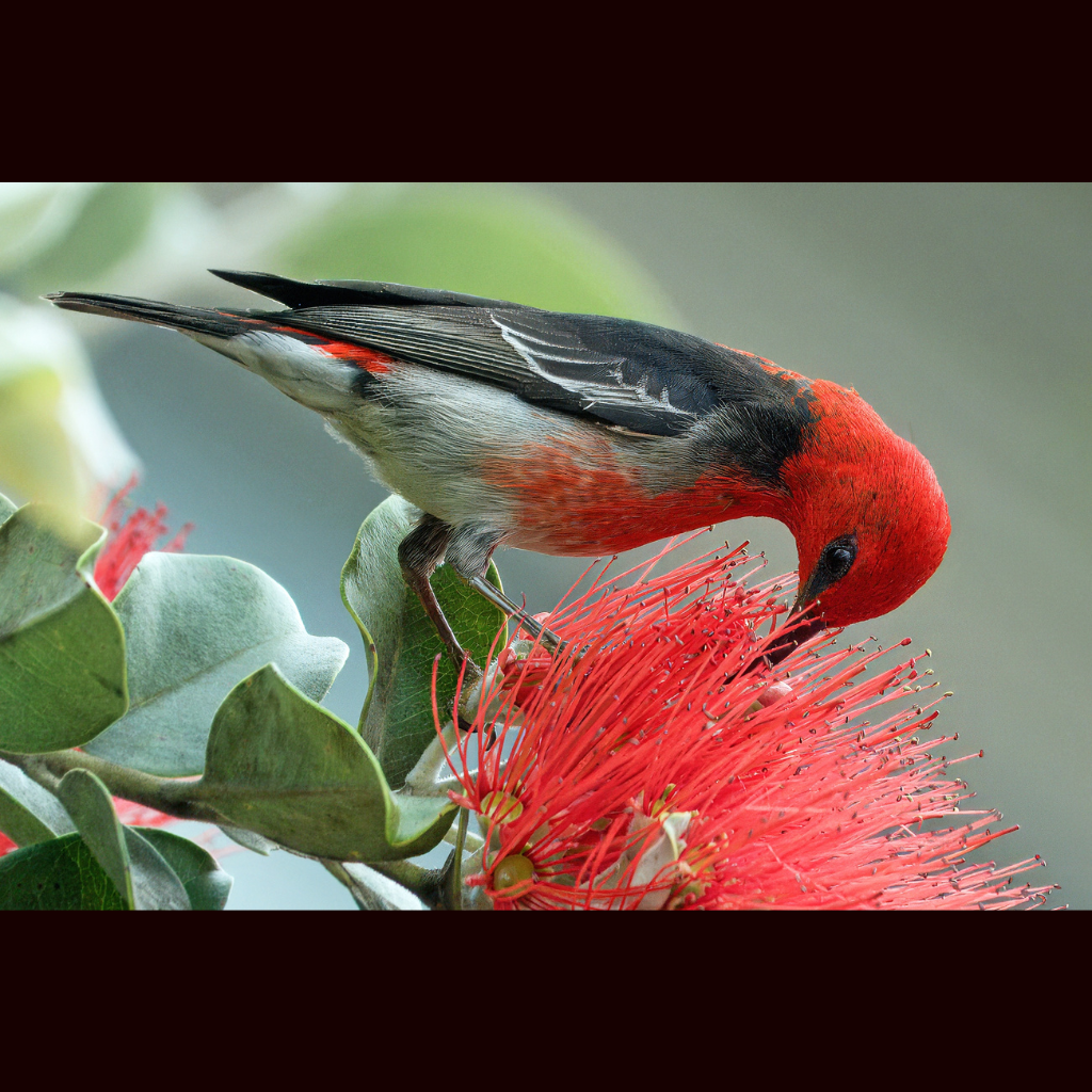 Blank Greeting Card - Male Scarlet Honeyeater in NZ Christmas Bush