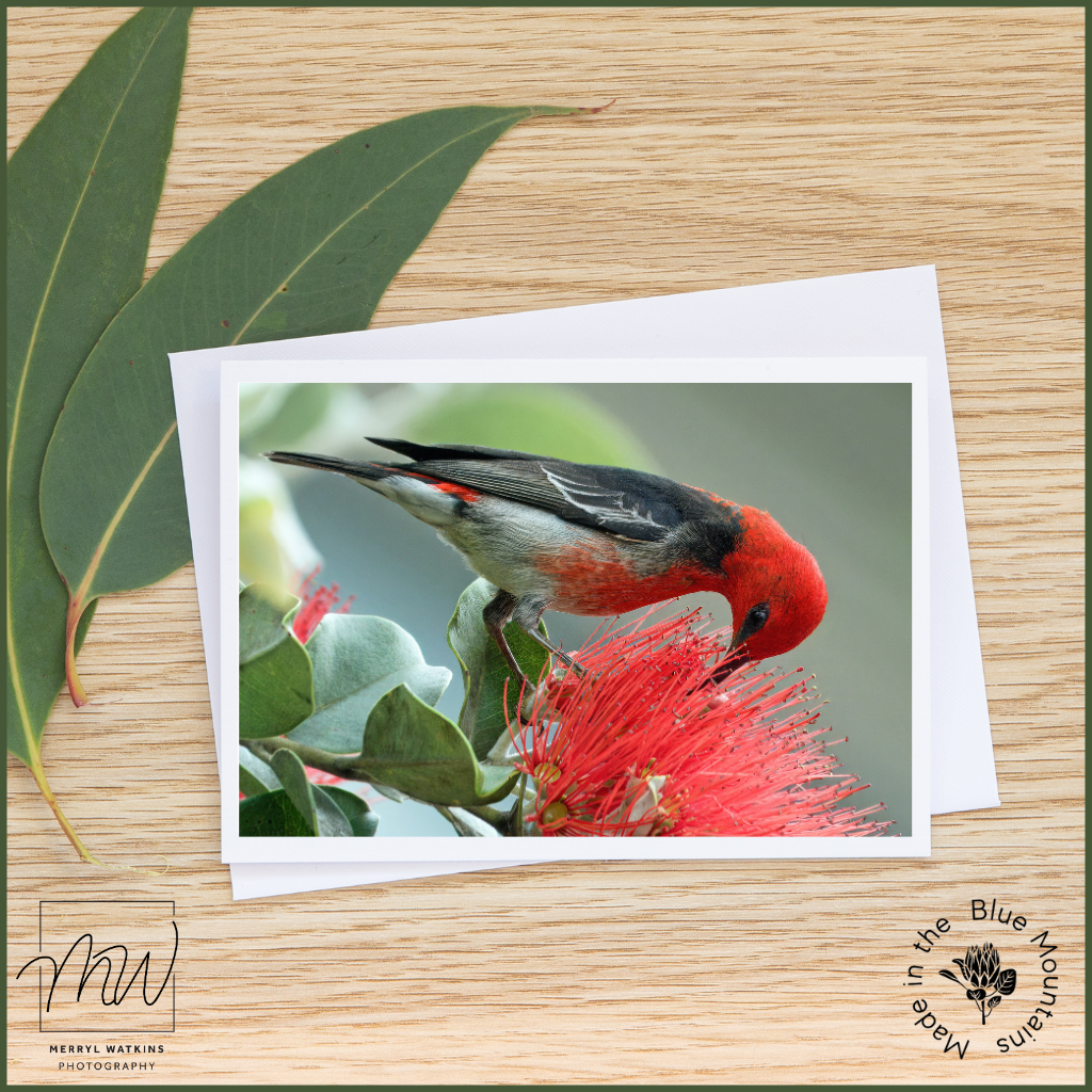 Blank Greeting Card - Male Scarlet Honeyeater in NZ Christmas Bush