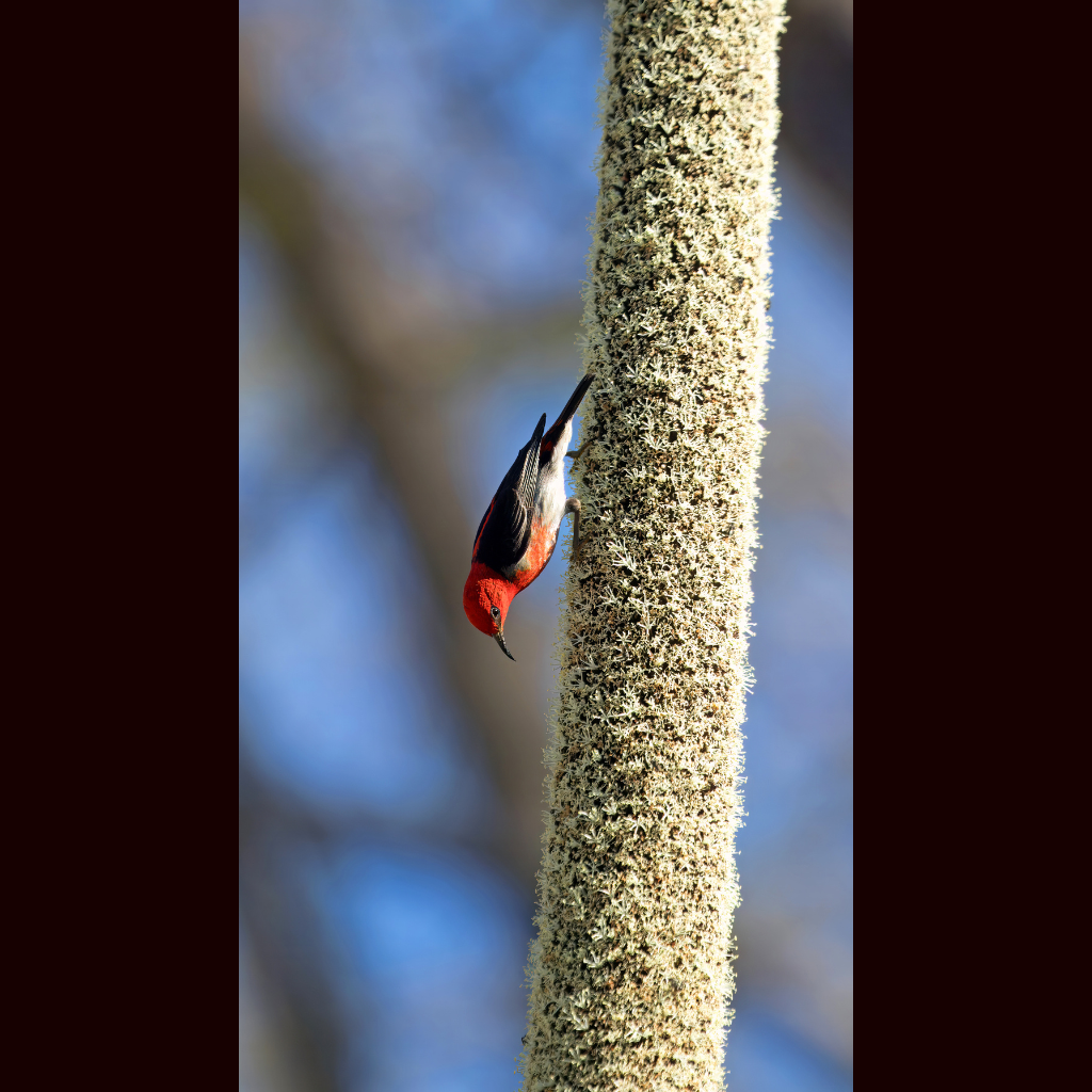 Blank Greeting Card - Male Scarlet Honeyeater on a Grass Tree Flower Spike