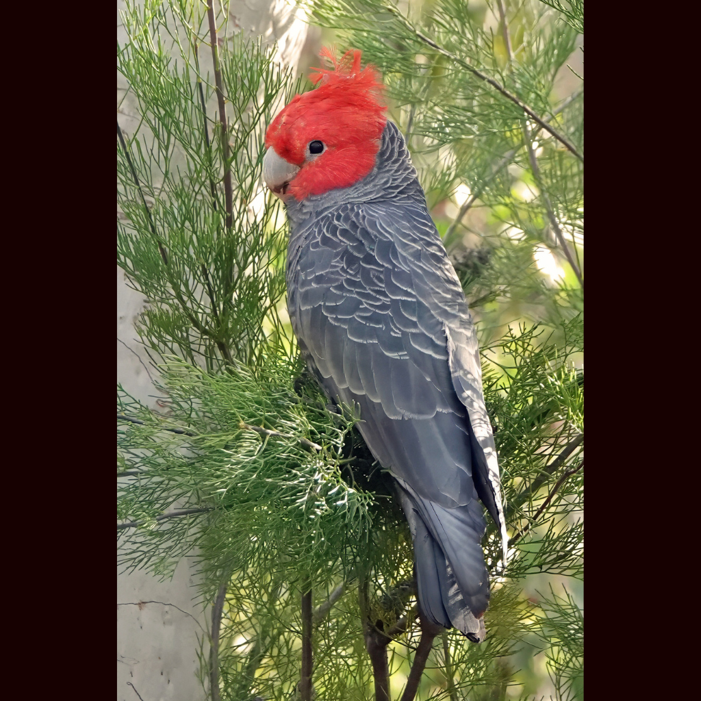 Blank Greeting Card - Male Gang-gang in a Tree Photo