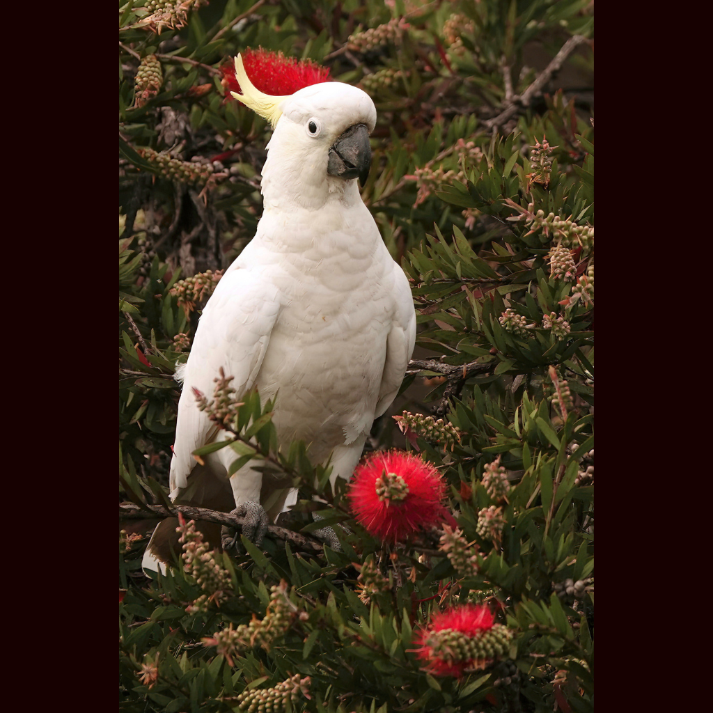 Blank Greeting Card - Christmas Cocky