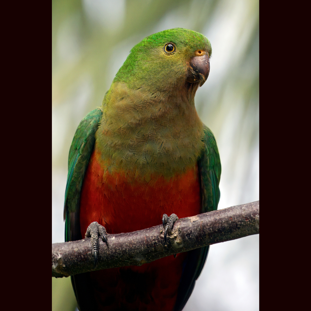 Blank Greeting Card -Female King Parrot